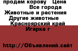 продам корову › Цена ­ 70 000 - Все города Животные и растения » Другие животные   . Красноярский край,Игарка г.